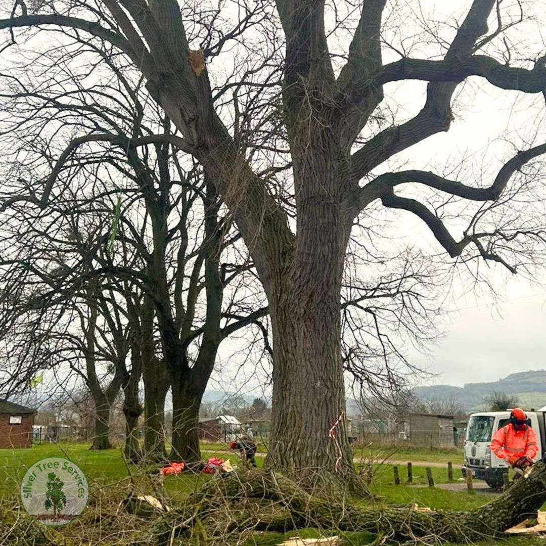 Silver Tree Services (@SilverTreeServ) / Posts / X