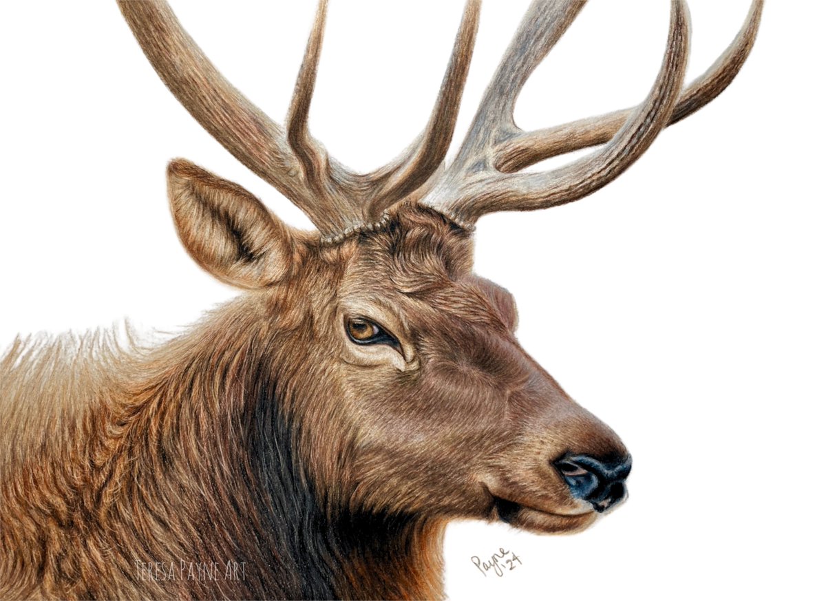 Latest colored pencil drawing, Elk. Reference picture taken by my son. 11' X 8' Original artwork and prints available at TeresaPayneArt.com #art #ArtistOnTwitter #artist #elk #wildlife #antlers #coloredpencils #coloredpencildrawing #animalportrait #wildlifeart #realism