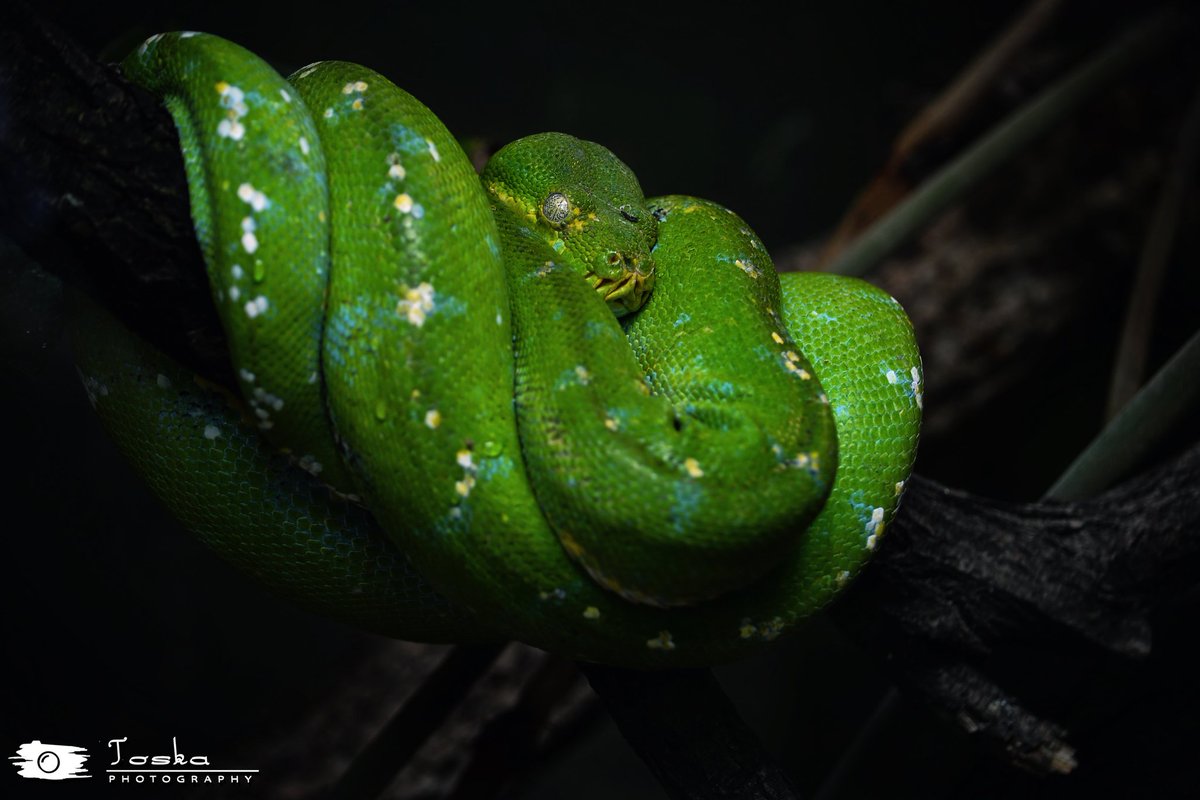 toska_wpe's tweet photo. GreenTreePython ππ
#GreenTreePython #TreePython #VibrantSnakeColors #NaturalBeauty #nikon #foto
πΈπΈ https://t.co/U3vLLtaMER