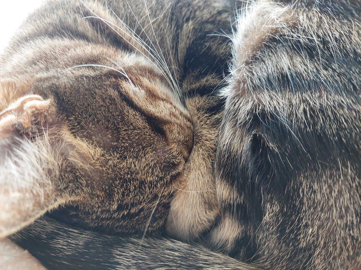 As promised, here's Hilda taking a nap next to the window while it's Sunny out :)