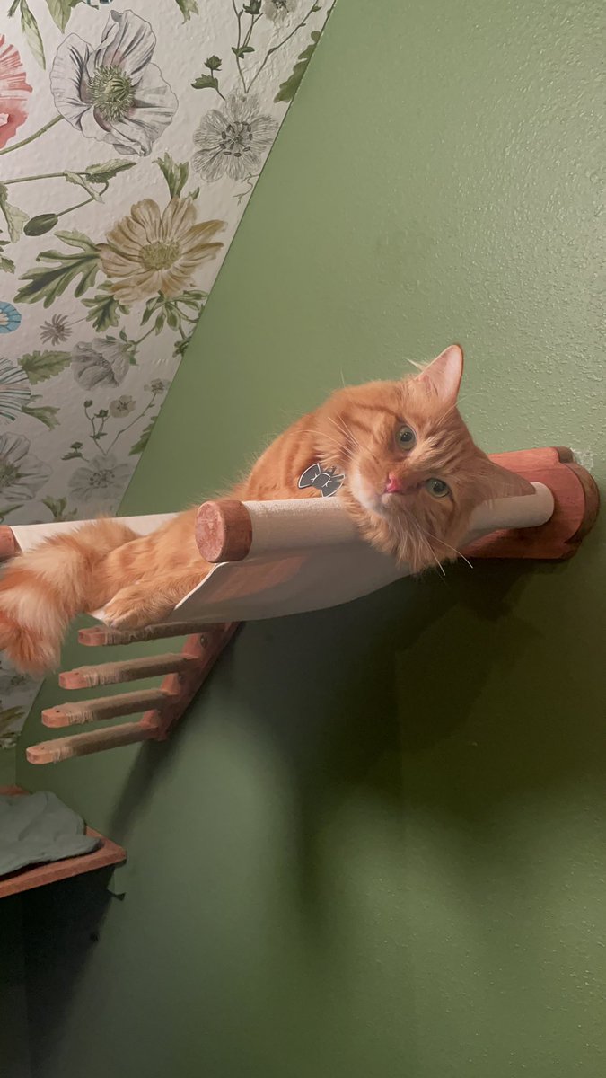 bunny66292076's tweet photo. Latest DIY! #catroom
Me and @shaiimckoy turned our downstairs storage space into the Kitty Room and so far…. Todd loves it! https://t.co/JJYKvtzmZA