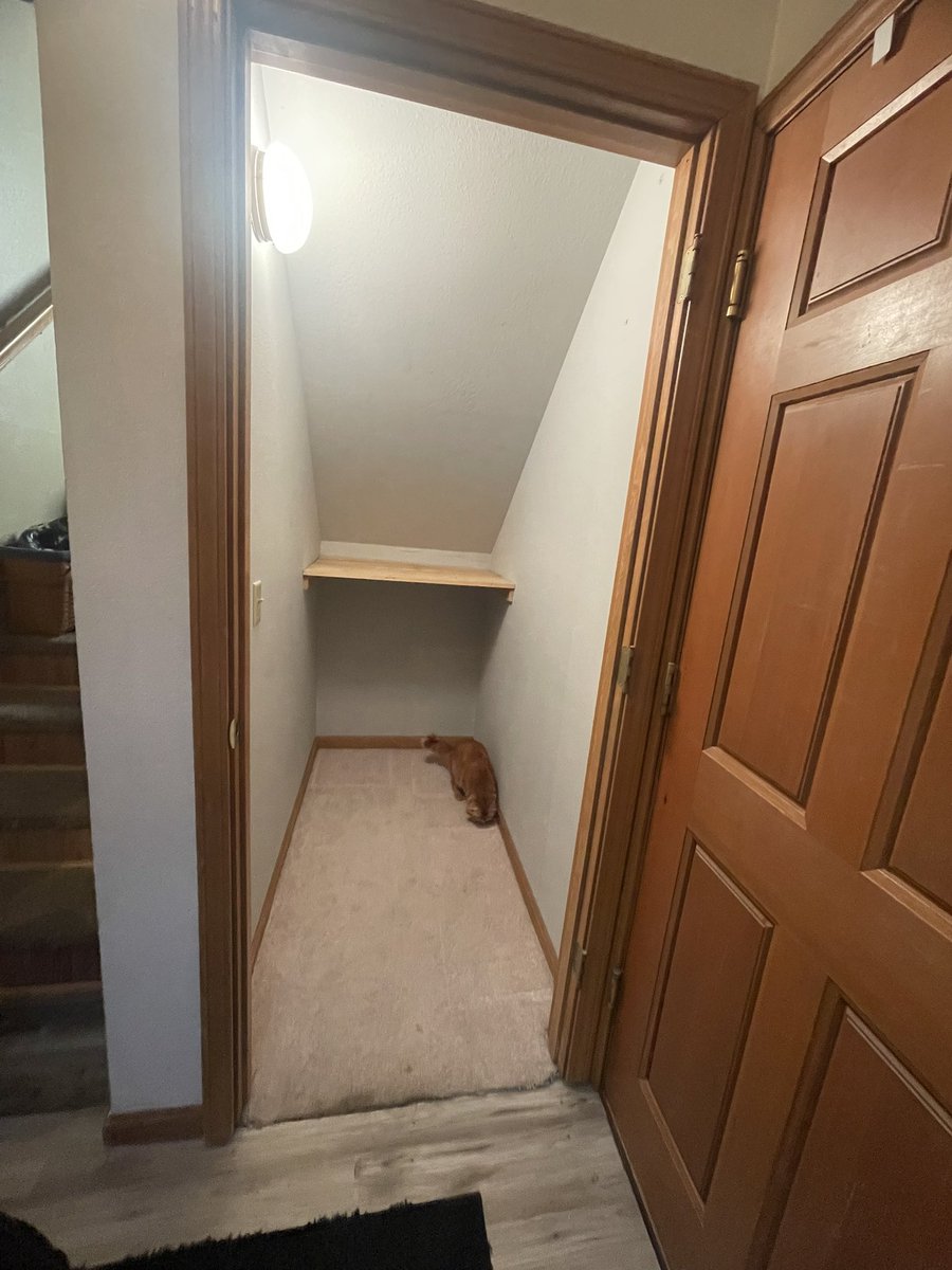 bunny66292076's tweet photo. Latest DIY! #catroom
Me and @shaiimckoy turned our downstairs storage space into the Kitty Room and so far…. Todd loves it! https://t.co/JJYKvtzmZA
