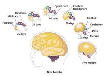 During brain development, there are several key milestones. In the ...