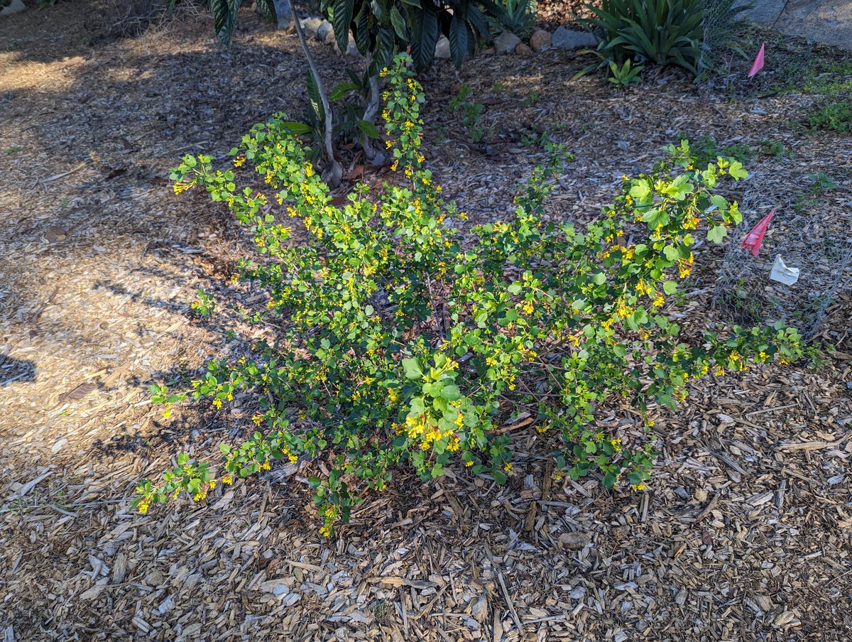 DavidRi25860212's tweet photo. I've been really happy with how happy my golden currant is this year 🤩
Ribes Aureum Gracilimum.

#CANativePlants https://t.co/HmpHVv6WJX
