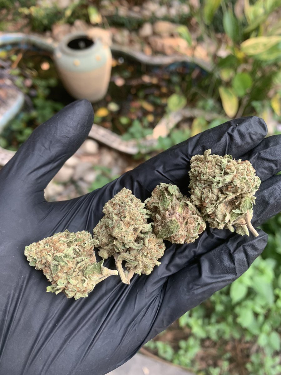 hewweeds's tweet photo. Gorilla Kush 🦍 (Evapดอกแข็งปั๊ก) 1g47 10+42 บริการปลายทางชนมือนครปฐมติดต่ไลน์https://t.co/XwdO1f5B5I หรือDmได้เลยครับ #นครปฐม #นครปฐมนัดเย็ด #นครปฐมรับงาน #นครปฐมในเม���อง #ศาลายา #กำแพงแสน #ศิลปากร #มหิดล #นครชัยศรี #ดอนตูม #สามพราน #บางเลน #FWBนครปฐม #ONSนครปฐม #ตัวเมืองนครปฐม https://t.co/QgGSSlC8tI