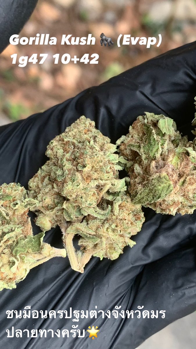 hewweeds's tweet photo. Gorilla Kush 🦍 (Evapดอกแข็งปั๊ก) 1g47 10+42 บริการปลายทางชนมือนครปฐมติดต่ไลน์https://t.co/XwdO1f5B5I หรือDmได้เลยครับ #นครปฐม #นครปฐมนัดเย็ด #นครปฐมรับงาน #นครปฐมในเม���อง #ศาลายา #กำแพงแสน #ศิลปากร #มหิดล #นครชัยศรี #ดอนตูม #สามพราน #บางเลน #FWBนครปฐม #ONSนครปฐม #ตัวเมืองนครปฐม https://t.co/QgGSSlC8tI