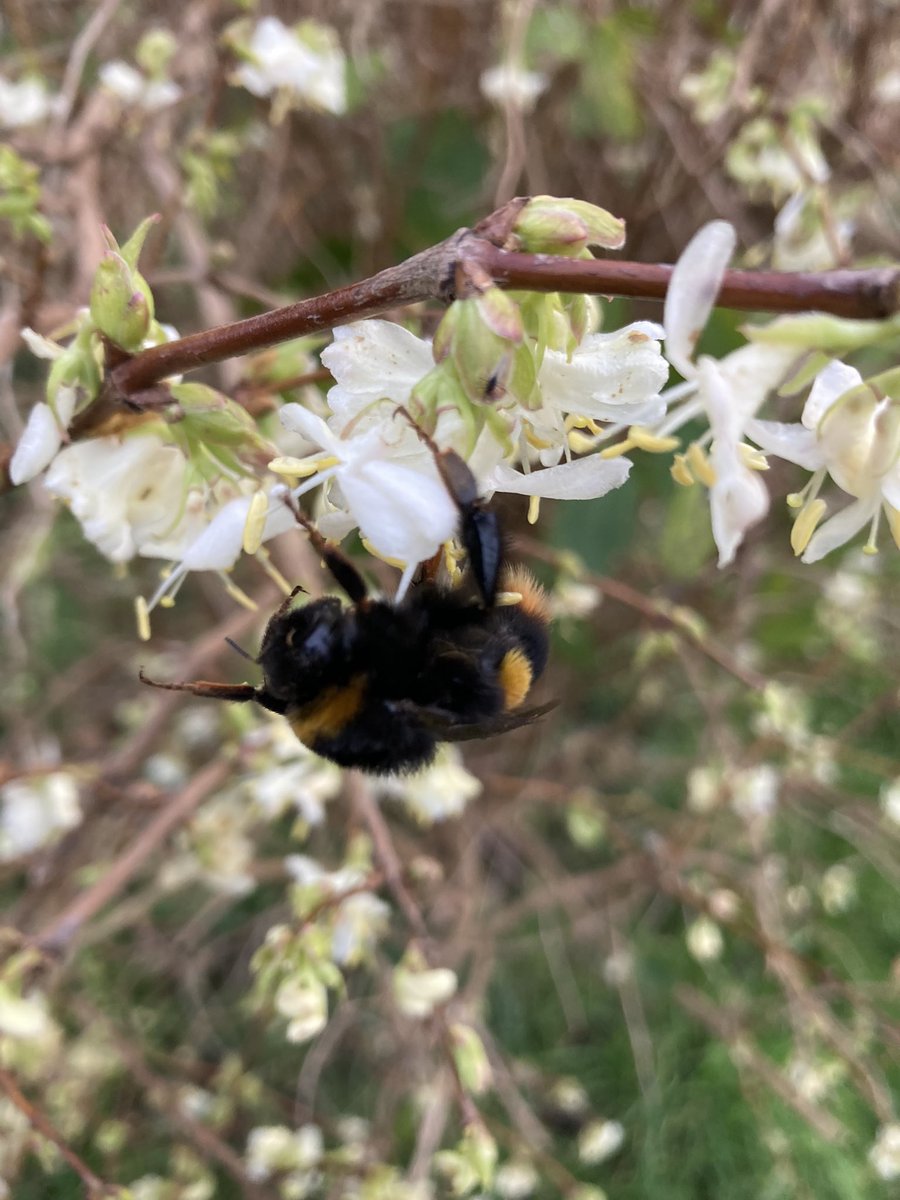 SO many bumblebee queens emerging at the moment due to the mild weather and finding very little in bloom. If you see one on the ground PLEASE don’t just walk past - gently pick it up and find some winter honeysuckle, mahonia or other winter flower it can safely feed from. Ta 🐝