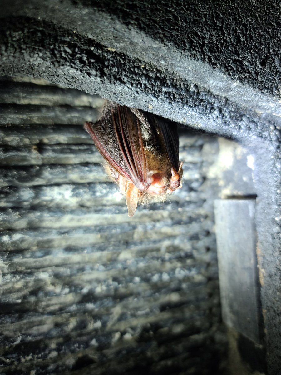 Don't forget we have out AGM tomorrow. Park House, Reading Uni. 7.30pm. After a short AGM we have a talk/discussion on the new bat survey guidelines.