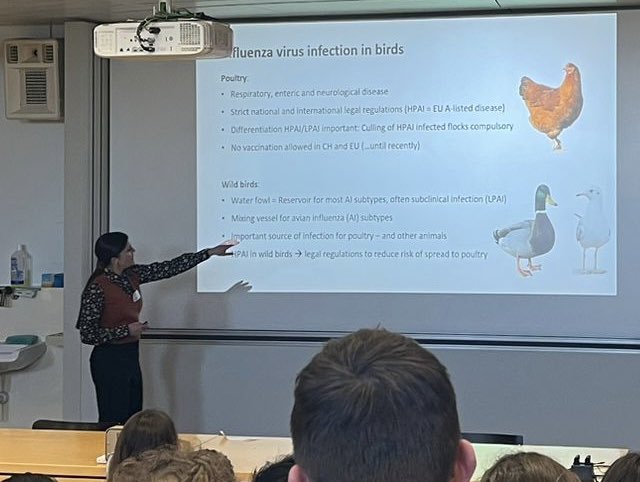 CMBachofen's tweet photo. I enjoyed talking about avian flu surveillance by @ivi_switzerland  and in switzerland generally at the ‚Swiss Flu 2024‘ meeting. Silke Stertz, @BenHalePhD  and Mirko Schmolke brought together an amazingly diverse bunch of specialists on everything #influenza https://t.co/9ZMuH7EsfY