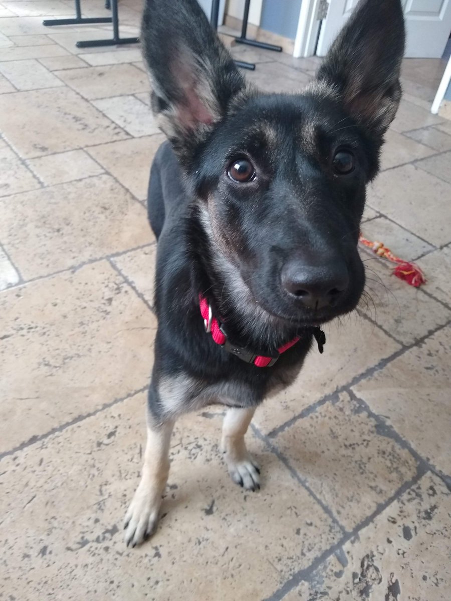 carolinemei22's tweet photo. Jane may look innocent, but she is actually an insane kleptomaniac. Over her 5 yrs of life she has been convicted of multiple counts of grand larceny, shoplifting, embezzlement &amp; receipt of stolen property. She has also been known to steal a few hearts😉 #PetsForPirates #SaveOFMD https://t.co/zc3LDyJF96