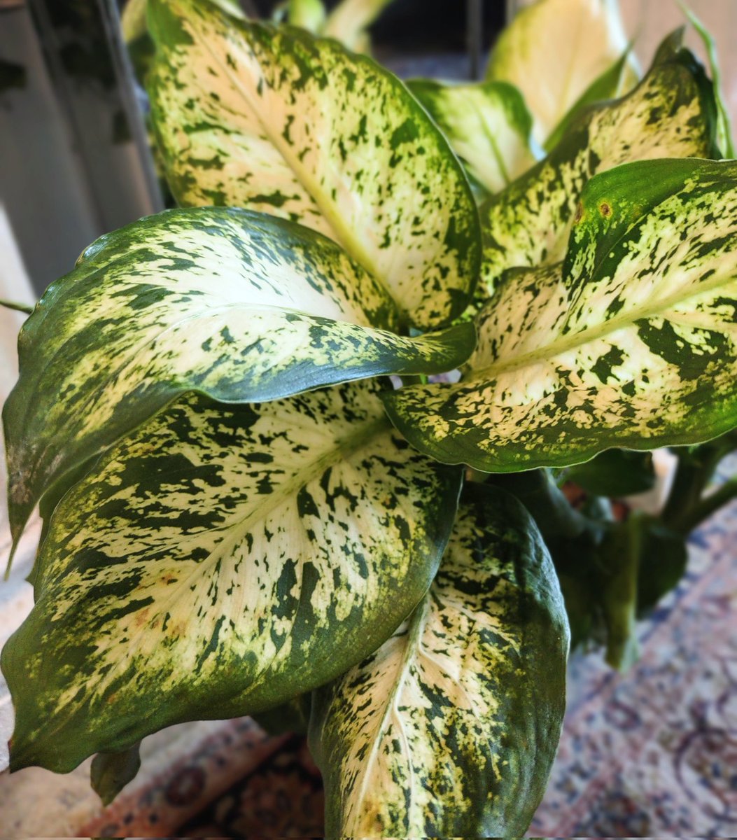 TheEmptyVaseHTX's tweet photo. Although its nickname is "Dumb Cane," that doesn't mean this plant is dumb at all. Dieffenbachia is actually a very smart and useful plant, as it's very effective in filtering, purifying, and generally improving air quality! 🪴 

#plants #dieffenbachia  #dumbcane #flowershop https://t.co/jCLdIryDuu