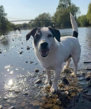 🆘24 JAN 2024 #Lost ARCHIE #ScanMe
ELDERLY White & Black Terrier Cross Male
Caradoc Estate #Sellack #RossOnWye #Herefordshire #HR9 doglost.co.uk/dog-blog.php?d…