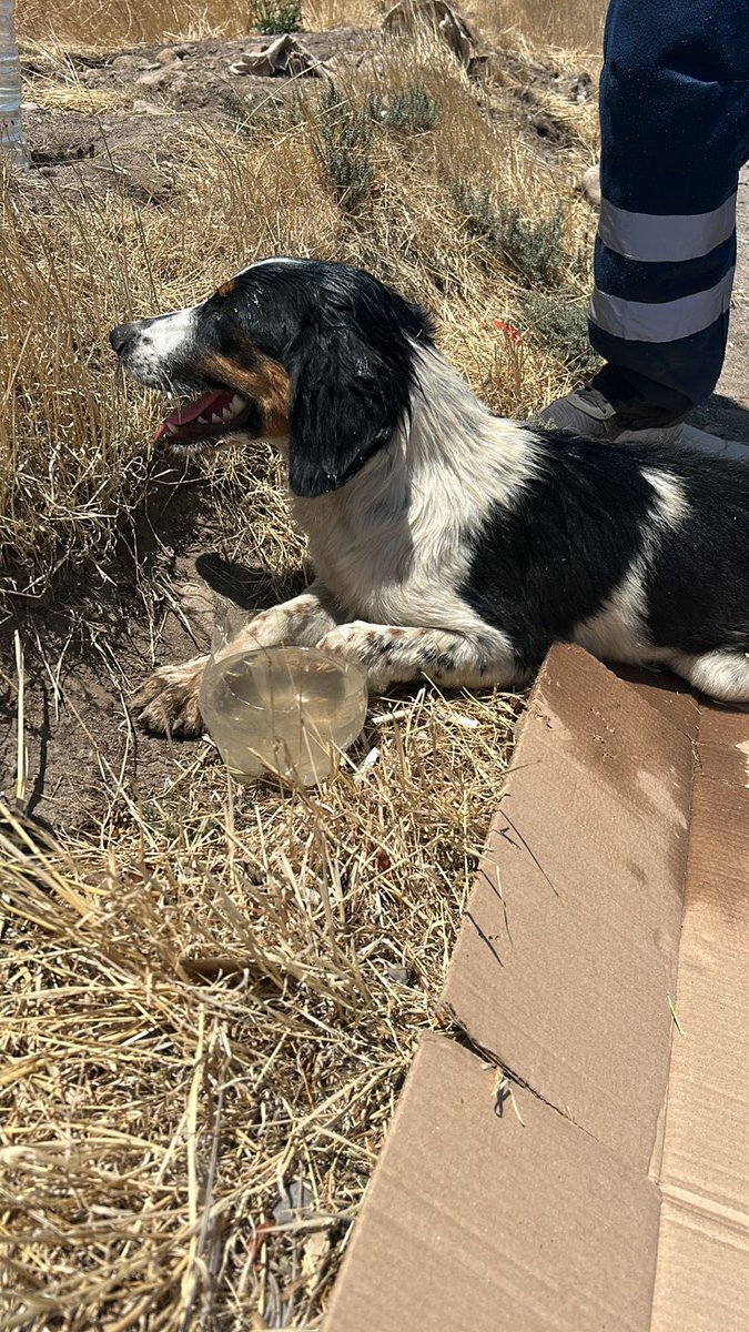 maacaramirez's tweet photo. Amigos, encontramos a esta perrita en la carretera. Alguien la había atropellado y dejado ahí. 😭 La tienen que operar de urgencia y necesitamos juntar $500 mil para poder pagar la cuenta. Cualquier aporte suma!! Me ayudan? RT 🙏🏻 https://t.co/KwzZgkVM7t