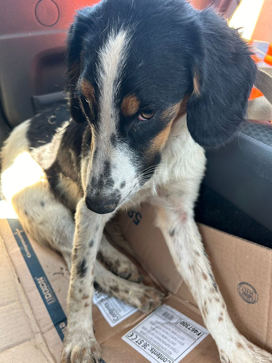 maacaramirez's tweet photo. Amigos, encontramos a esta perrita en la carretera. Alguien la había atropellado y dejado ahí. 😭 La tienen que operar de urgencia y necesitamos juntar $500 mil para poder pagar la cuenta. Cualquier aporte suma!! Me ayudan? RT 🙏🏻 https://t.co/KwzZgkVM7t
