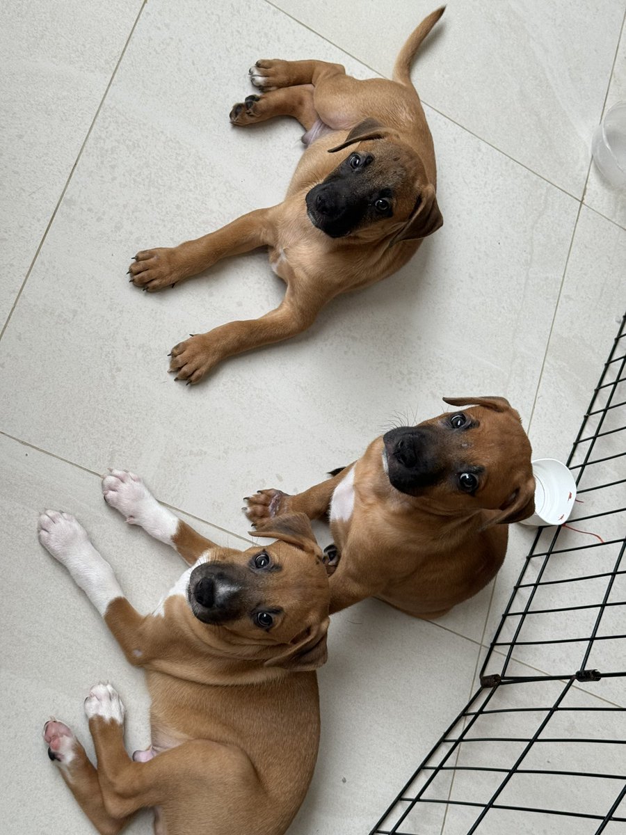 ablascoron's tweet photo. Seguimos buscando casa para estos perrinchis hermosos!! Estamos en cancún, pero podemos llevarlos a otro lugar sin problema 🥰 son unas bellezas.  #AdoptaNoCompres #AdoptDontShop https://t.co/UWpunZPxod