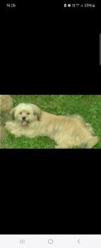 millypod1's tweet photo. 🆘22 JAN 2024 #Lost FINLEY #ScanMe
YOUNG Tan Cross Breed Male
Lower Halstow #Swale district of #Kent #ME9 https://t.co/qg66gl1GGc https://t.co/JCTyAvDzZo