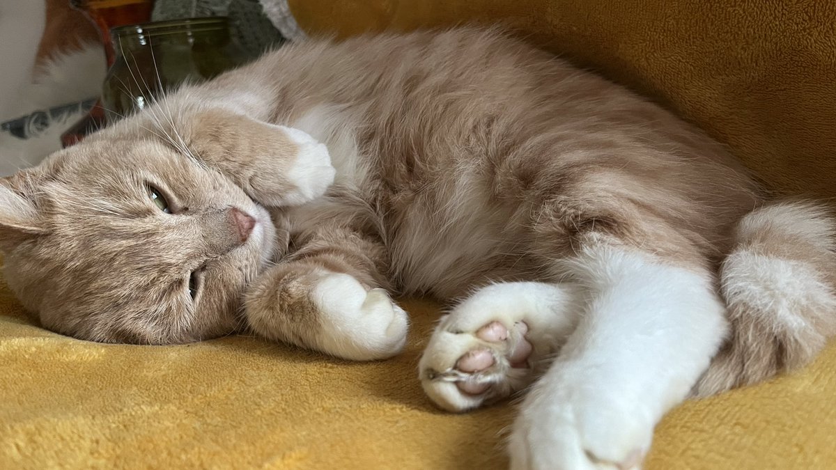 Chilling out on jelly belly Monday evening. I’ve rested up all day and feeling a lot better , no need for trip to vets today , I’m back to running around and jumping off things , safely now . 😻🧡 #CatsOfX #adoptdontshop  #catsprotection #rescuecat #jellybellymonday