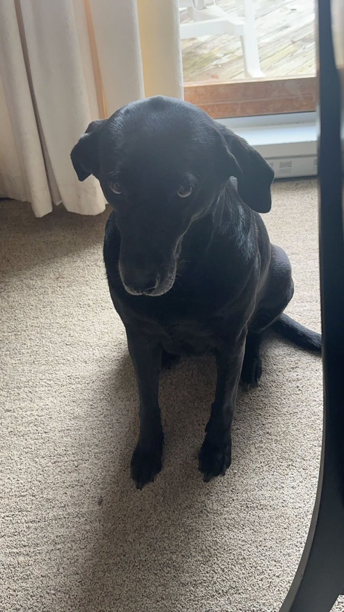 sarahburnstv's tweet photo. Lady wants you to vote for her to be Americas next favorite pet: ❣️❣️❣️

https://t.co/sPPoGjHZYW
#americasfavoritepet #lady #vote #voteforlady #teamlady https://t.co/tHTMN1abGl