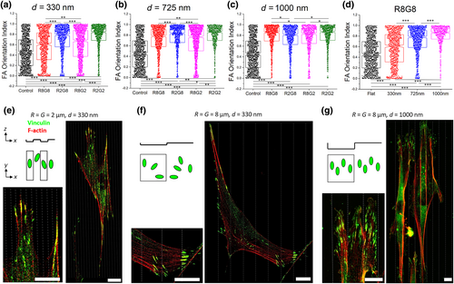 CytoskelJournal's tweet photo. Another #openacccess paper is out at CYTOSKELETON @CytoskelJournal! Topographical depth reveals contact guidance mechanism distinct from #focaladhesion confinement. https://t.co/6eMDQxc4Ol #cytoskeleton #research #science #cel #cellbiology #microscopymonday #Microscopy https://t.co/kNAZfvSUQD