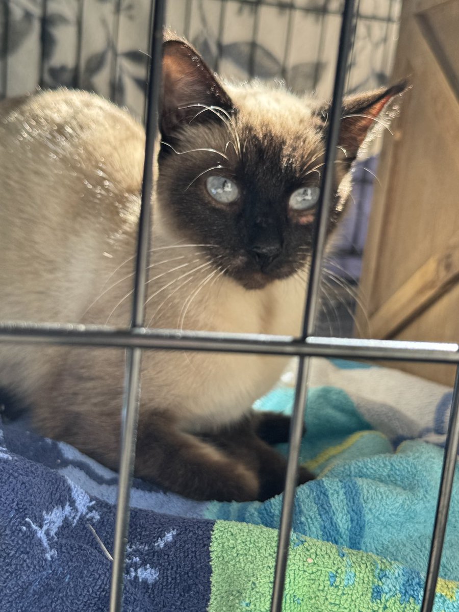 CosmicJane1's tweet photo. You all know I rarely ask for donations. However today I am asking for help๐for this baby. You can directly call the vet and make a donation Canfel Animal Clinic (281) 477-3577. ( Under Jane Siamese stray ) Iโll keep you updated after the apt. #helpsiamese #helpcat #donate https://t.co/9hlpeLK3Uh