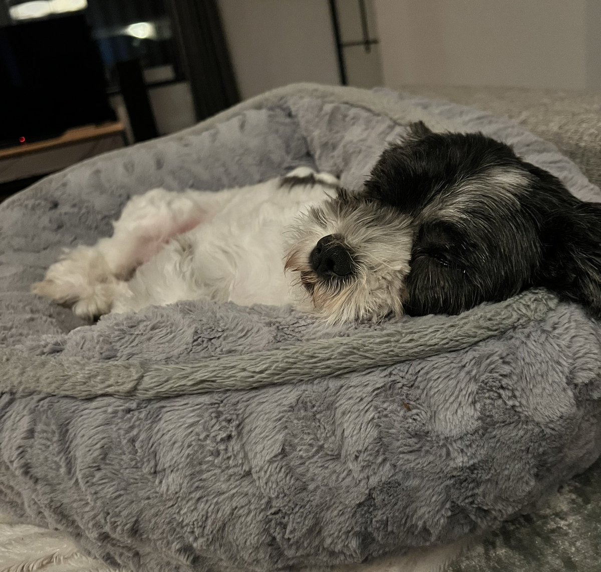 Dutchcat17's tweet image. Time for pre-bedtime snoozles! Goodnight, sweet dreams 😴🐾