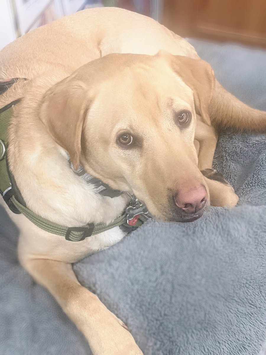 outcomeacademy's tweet photo. My coworker is so lazy. But, I'm going to keep him anyway! Anyone else work with a fur baby?

#therapydog #workhealth #happyatwork #outcomeacademy #furbaby https://t.co/NrTZbxgPtI