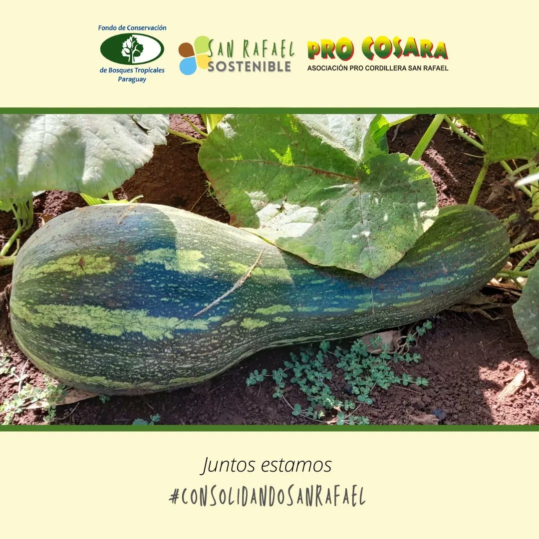 PRO COSARA tweet media