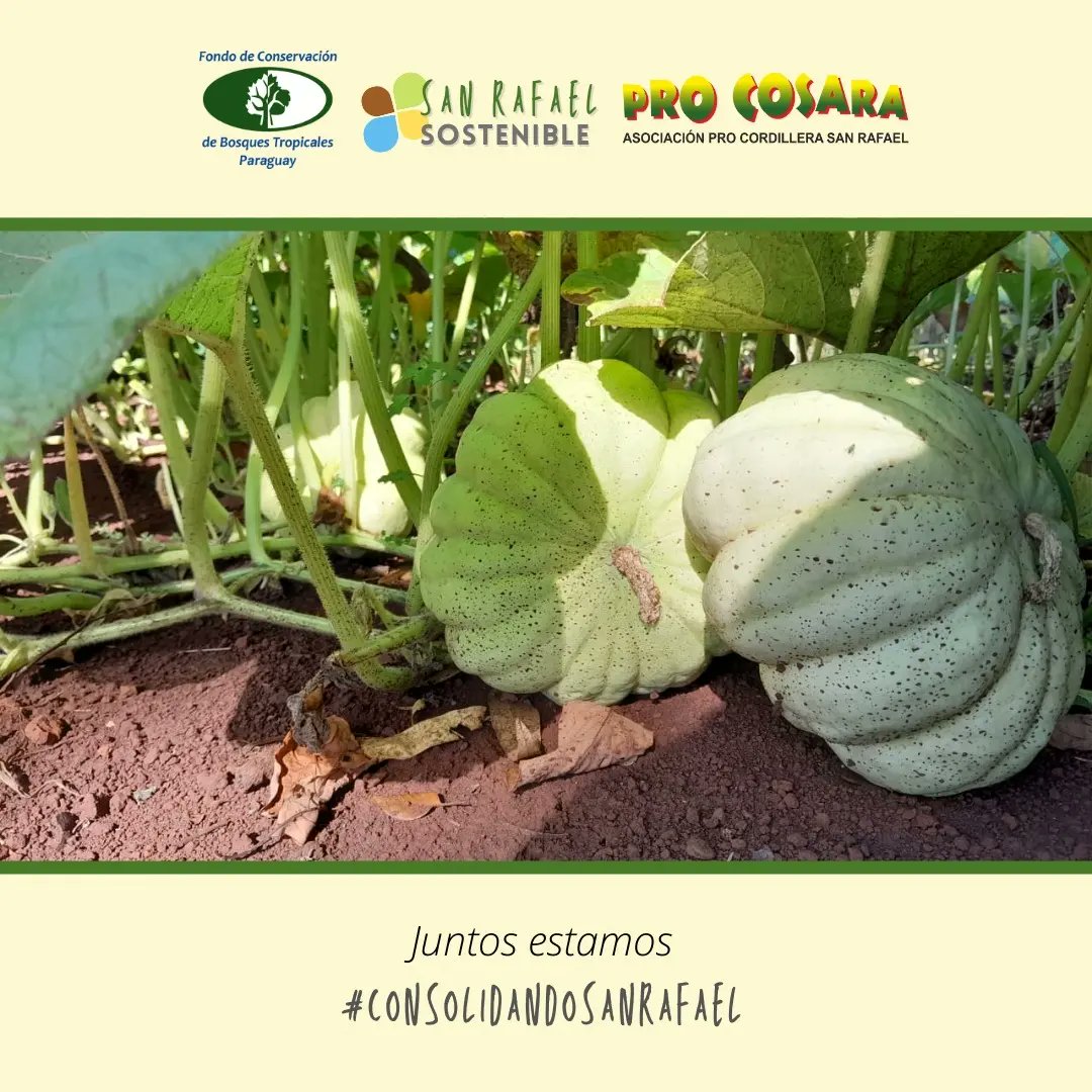 PRO COSARA tweet media