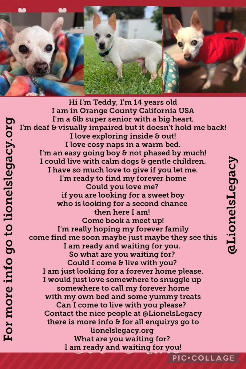 Could you love Teddy?
if you are lookin for love &amp; think he could live with you contact lionelslegacy.org 
Paws crossed he will be snuggling up in his furever home soon
Can we help find him a home? #AdoptDontShop <a href="/LionelsLegacy/">Lionel's Legacy Senior Dog Rescue</a> #Cali #USA #adopt #k9hour #rehomehour