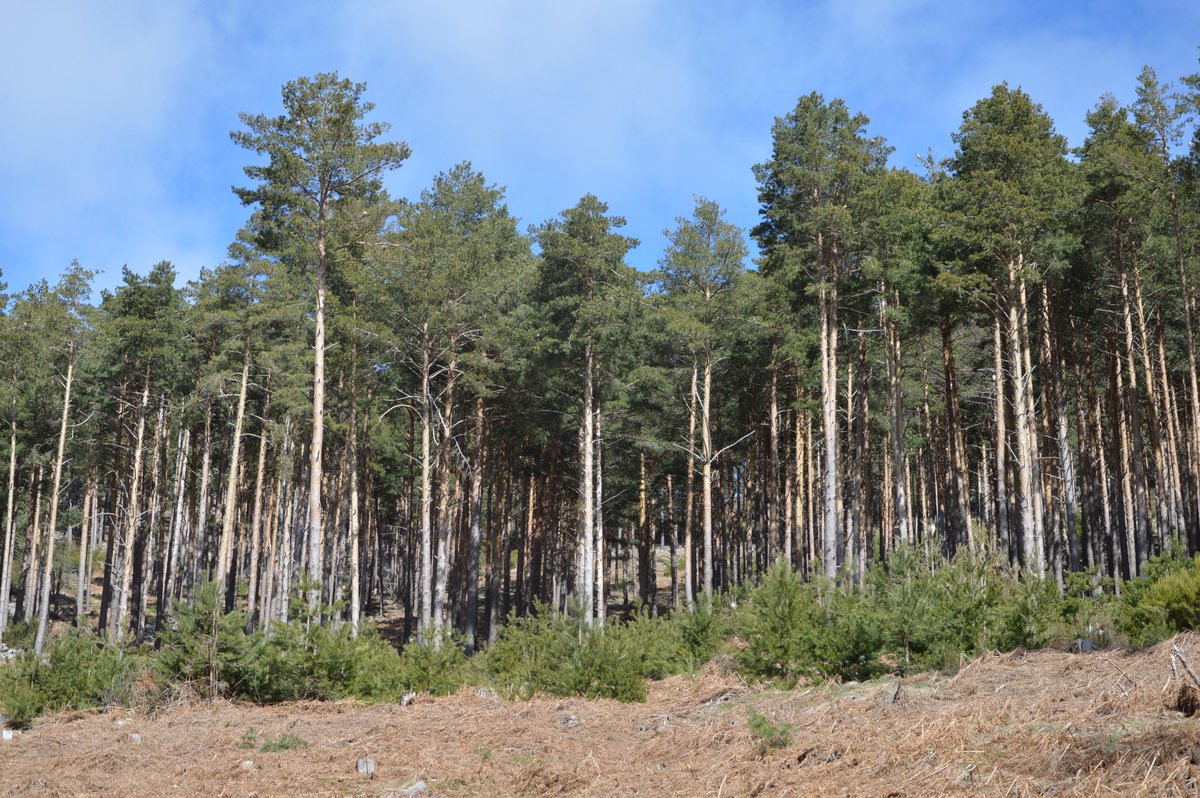 Con la entresaca por bosquetes imitamos perturbaciones naturales (corros de Armillaria), creando diversidad estructural a pequeña escala y regenerando la masa #soyforestal
📷 La Camorza (1), Sta. Mª de la Alameda (2) y Puebla de la Sierra (4) (Madrid)
Jócar (3, foto San Miguel)