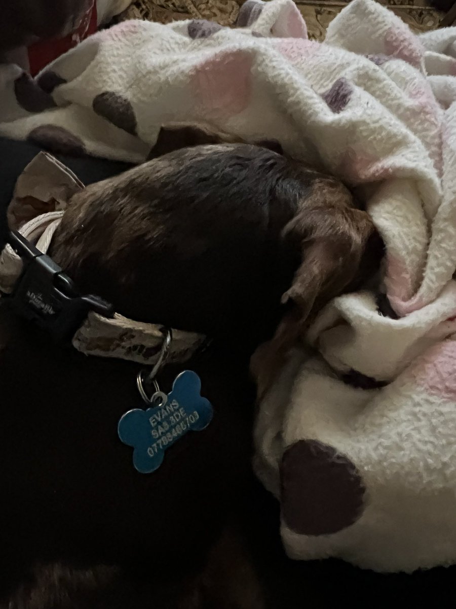 LisaGim1's tweet photo. @JaneyGodley Just a sleepy day 🥰 https://t.co/4bxLJCUqlp