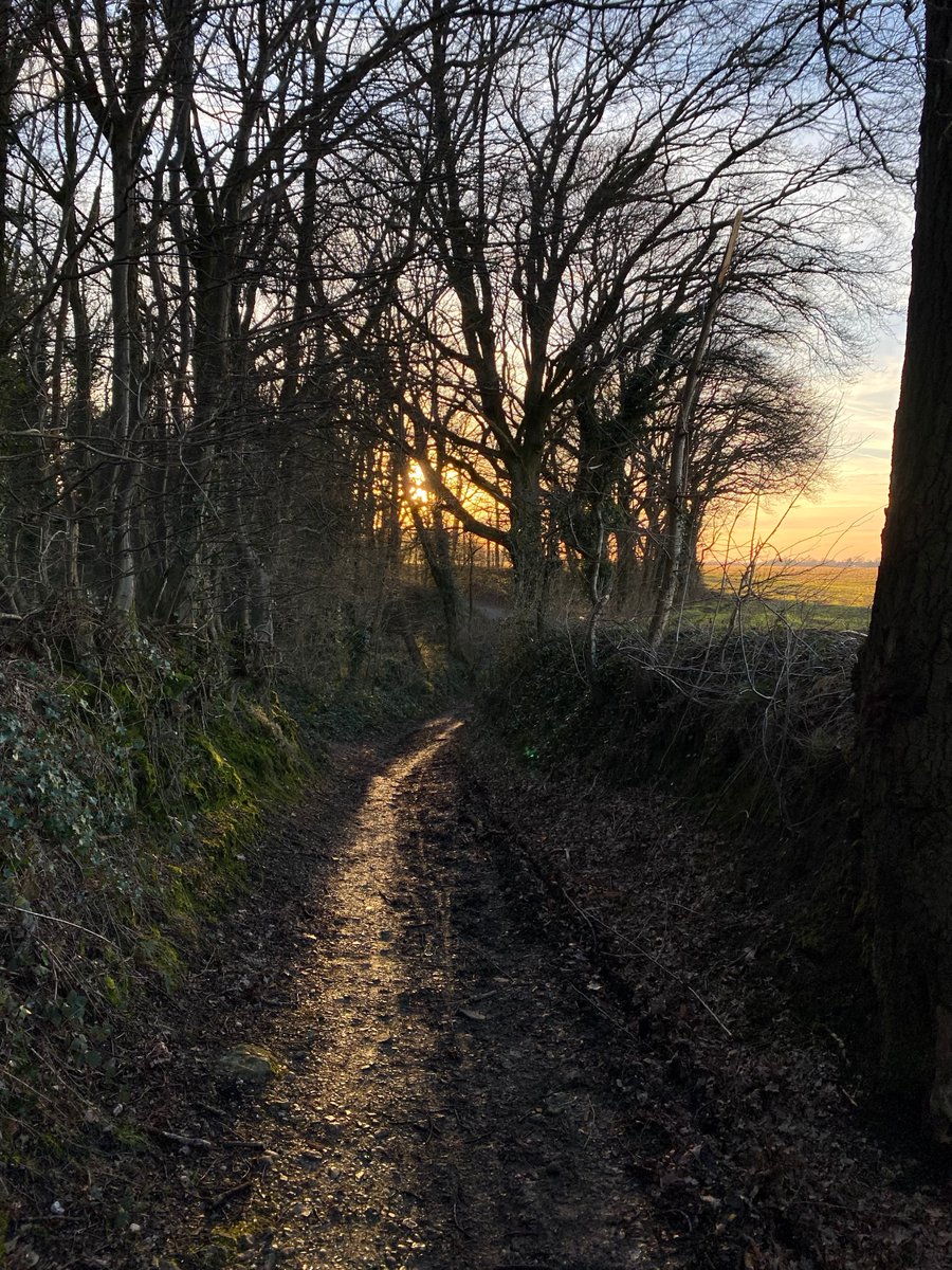 forgottenfield's tweet image. The sun through the trees
Stripped of their leaves.