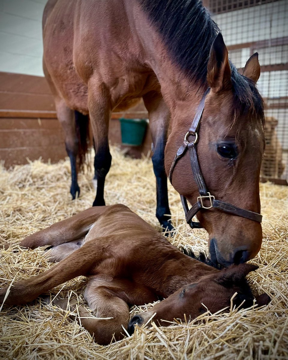 LanesEndFarms's tweet image. Our first Flightline foal. A filly out of the lovely, and talented mare Belvoir Bay ❤️ #flightline #firstfoals2024
