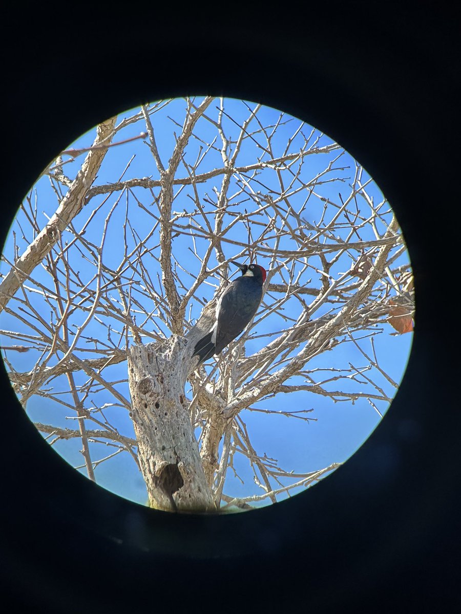 nutsonyourchinn's tweet photo. saw this guy get heckled by a small downy woodpecker. the look in his eyes says it all https://t.co/ThPuBwbOrd