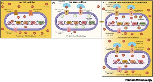 Starvation helps transition to abundance – a ferrosome story dlvr.it/T22qyT