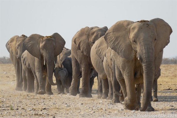 #TravelGumbo #PictureOfTheDay by #ProfessorAbe     #ttot 

#ElephantProcession #EtoshaNationalPark #Namibia 

TravelGumbo
By Travelers, for Travelers

travelgumbo.com/blog/elephant-…