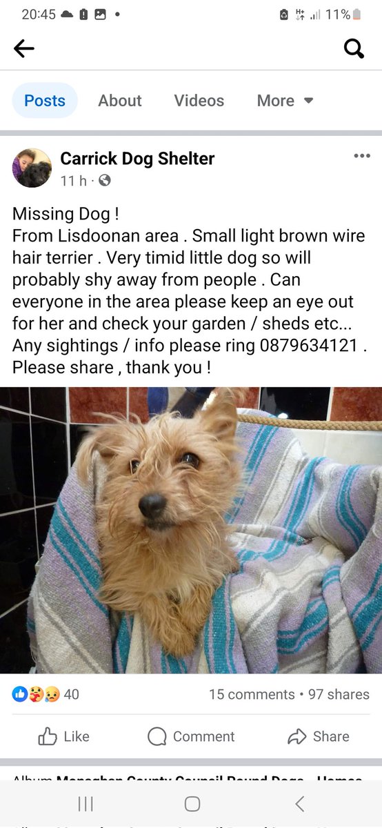 Can anyone in this area please check your garden/sheds for this little pound dog missing. #Lisdoonan #carrickmacross