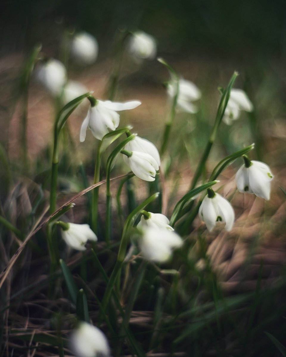 Finally the wind stopped blowing a hooley so I was able to photograph the snowdrops that have started to appear in my garden . Taken on a Nikon Z6ii with a vintage Pentacon lens.