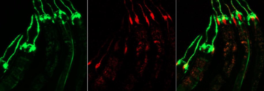 RT please: we are recruiting again! The Bianchi lab is seeking to fill two positions: a postdoc and a research associate. We work on glia/neuron crosstalk in health, disease, & aging using C. elegans #glia #ionchannels #worms #JobAlert #job #postdoc email lbianchi@med.Miami.edu