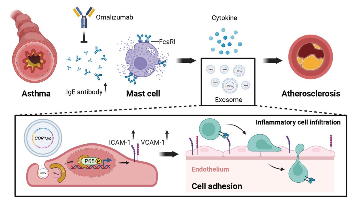 Asthma-induced lgE boosts CDR1as in mast cell exosomes, affecting endothelial adhesion andadvancing atherosclerosis ahajrnls.org/498Ukuz