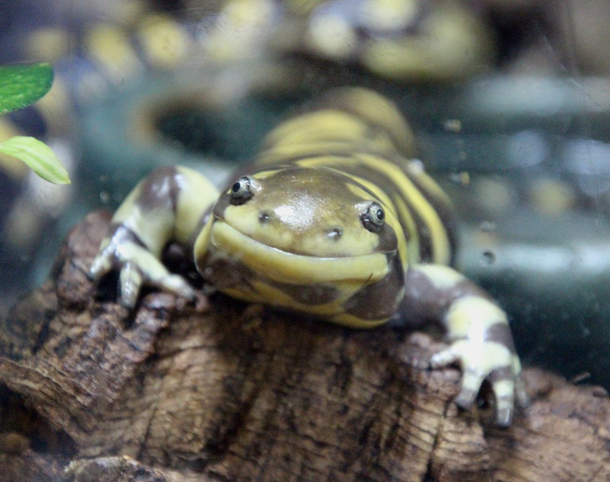 LillieDeans's tweet photo. Happy #ThresholdDay 😀🥳
#StarTrekVoyager #tigersalamander #photography https://t.co/7wnJ5ZF7Oo