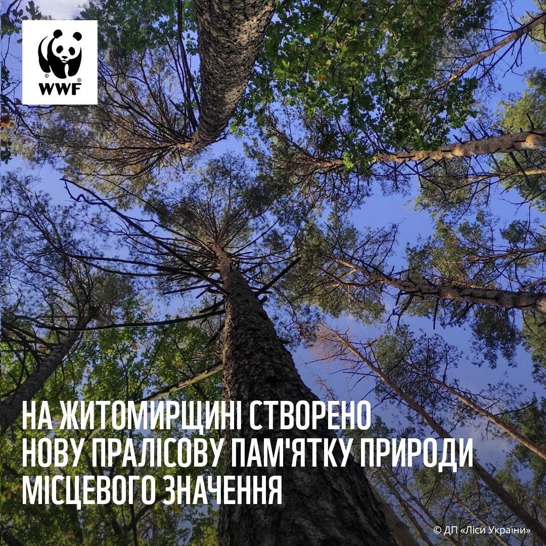 На Житомирщині створено нову #пралісову пам'ятку #природи місцевого значення.

#Охоронний #статус надано старовіковим #природним лісам сосни звичайної, берези пухнастої та дуба звичайного загальною площею 22,9 га. 

 Більше 👉 bit.ly/3vMu4Yo