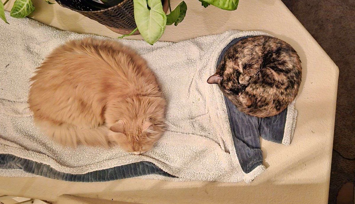 yypuos's tweet photo. Everyone talks about apprentices not being that much smaller than warriors but this is my 6 month old kitten next to my 8 year old cat https://t.co/gheaNSJZ49