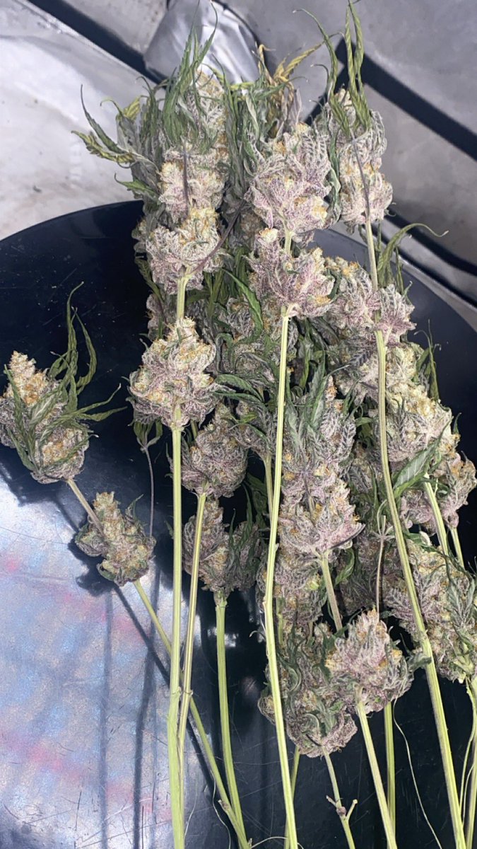Blaise Genetics tweet media
