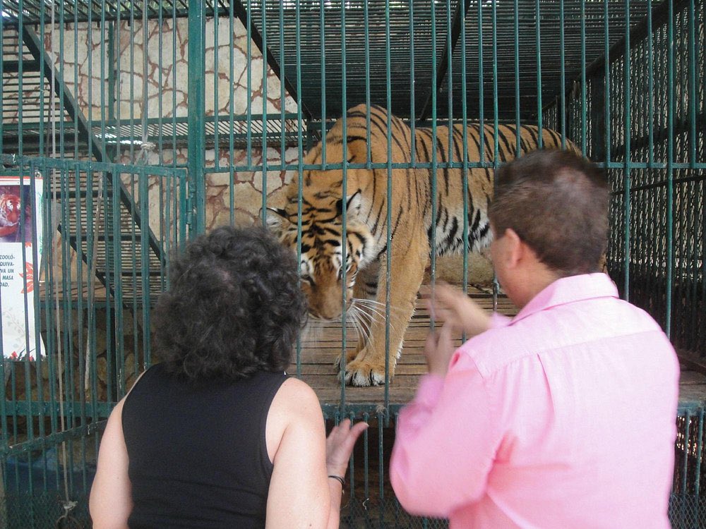 PatoAponte13's tweet photo. Ojalá la conversación respecto a la jirafa Benito también nos haga hablar sobre el Club de los Animalitos en Tehuacan, q ya había sido clausurado por ahí de 2015 y que prometía reubicar a los animales a un terreno más grande pero q hoy sigue operando con jaulas diminutas https://t.co/i9OR9mQiVW