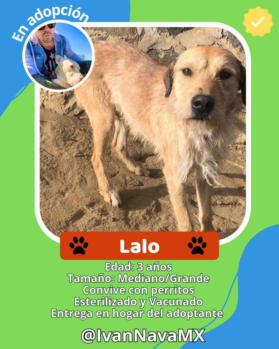 🍀Gracias Infinitas por compartir🍀

Todos estos perritos están en adopción y con protocolo completo de salud, istos para una familia que los ame y los cuide para toda su vida.

#AyudanosAAyudar #GraciasPorElApoyo #GraciasPorTodo #RescateAnimal #IvanNavaMx #CDMX #AdoptaNoCompres