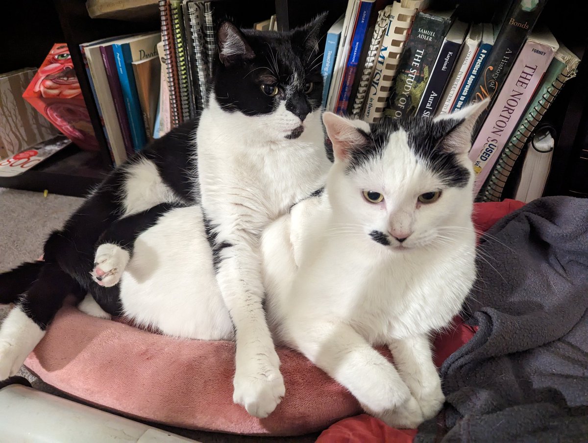 Leftist kitty alert in the Los Angeles area! 

Meet Ramona (white, ~7 y.o.) and Daria (tuxie ~5½)! These gorgeous and sweet ladies are bonded mom and daughter looking for a forever home!