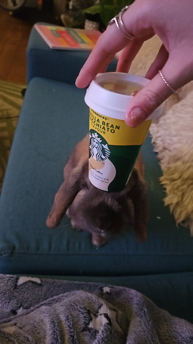 Saenis_'s tweet photo. Hey nerds I'm back

Here's a rabbit with a Starbucks hat https://t.co/Dk8bTOYvlT