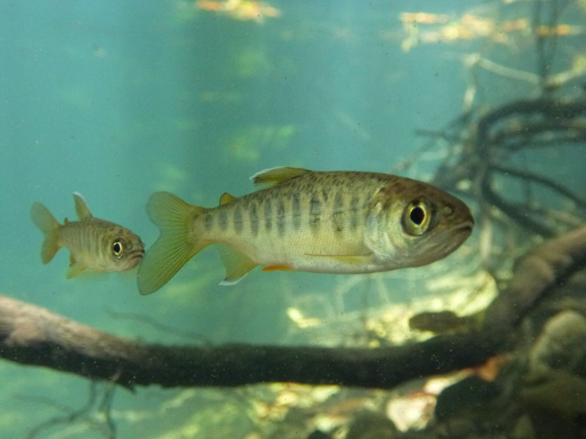 Commercial fishing, timber and farming practices surged in California in the 1800's, putting pressure on sensitive #anadromousfish and their ecosystems. Learn how #cohosalmon have coped in our latest post celebrating the 50th anniversary of the #ESA: bit.ly/cohocrisis