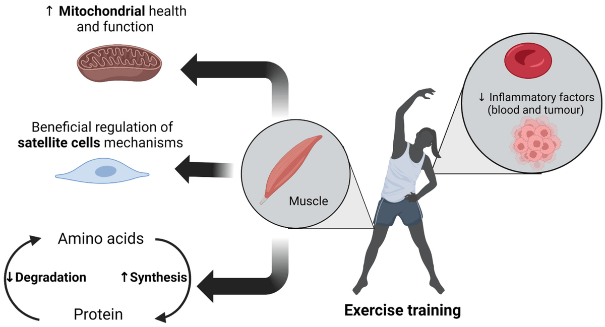 PhysioMeScience's tweet photo. Exercise Counteracts the Deleterious Effects of Cancer Cachexia

https://t.co/ZS1sZc59rR https://t.co/n1qW2mb96T